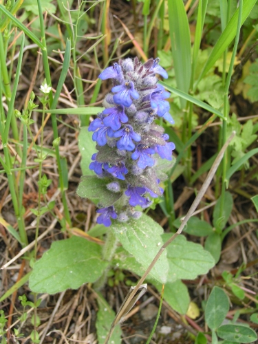 Lamiaceae - zběhovec lesní (Ajuga genevensis), Žihle V,