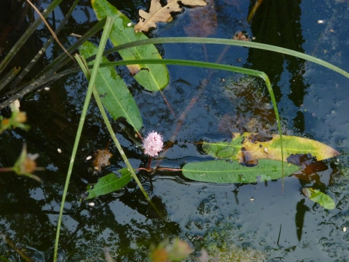 Polygonaceae - rdesno obojživelné (Polygonum amphibium), Kokotský rybník IX.