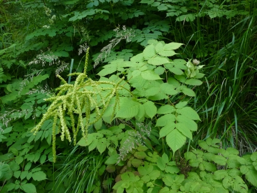 Rosaceae - udatna lesní (Aruncus sylvester), údolí Teplé VII.