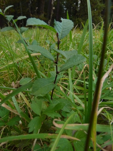 Salicaceae - vrba jíva (Salix caprea), Plzeň - Kamenný rybník