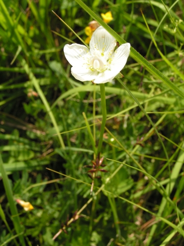 Parnassiaceae - tolije bahenní (Parnassia palustris) , Kocelovice VII