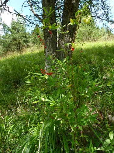 Thymeleaceae - lýkovec jedovatý (Daphne mezereum), údolí Teplé VII