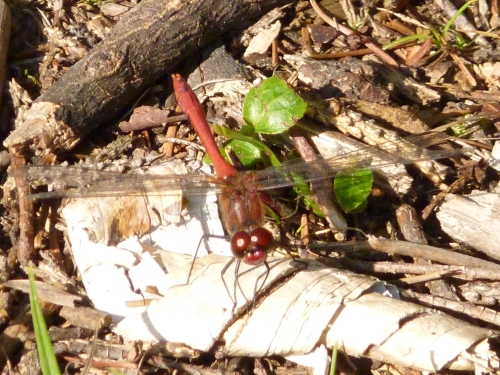 Hmyz (vážky) - vážka obecná (Sympetrum vulgatum), Kokotský rybník IX.