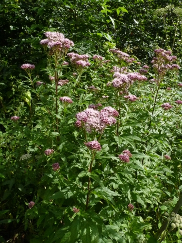 Asteraceae - sadec konopáč (Eupatorium cannabium), Loupensko