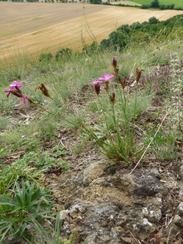 Caryophyllaceae - hvozdík kartouzek (Dianthus carthusianorum), Otmíče VII.