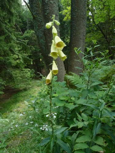 Scrophulariaceae - náprstník velkokvětý (Digitalis grandiflora), Homolka VII.