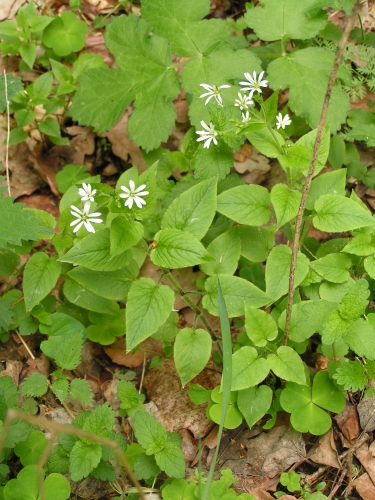 Stellariaceae - ptačinec hajní (Stellaria nemorum), Žihle VI.