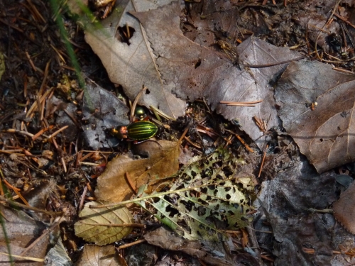 Hmyz (brouci) - střevlík lesklý (Carabus nitens), Milhostov VIII