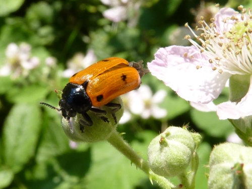 Hmyz (brouci) - vrbař čtyřtečný (Clytra quadripunctata), Pětidomí VI.