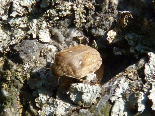 Hmyz (ploštice) - kněžice obilná (Eurygaster maura), Zbiroh VIII