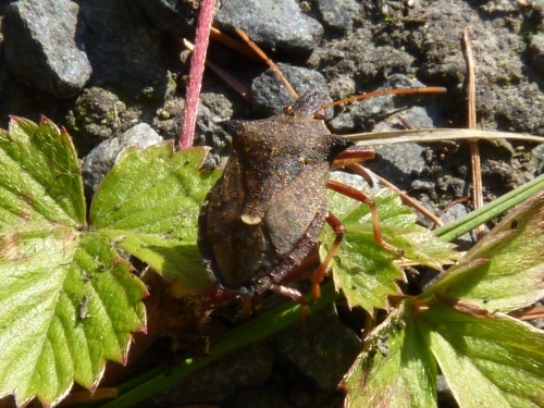 Hmyz (ploštice) - kněžice rudonohá (Pentatoma rufipes), Loupensko IX.