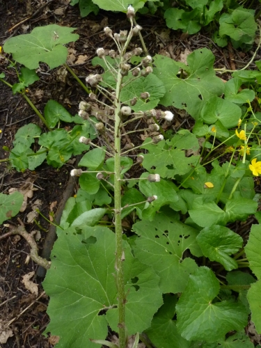 Asteraceae - devětsil lékařský (Petasites hybridus), Plzeň - Petrovka V.