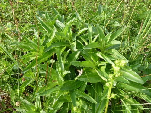 Gentianaceae - hořec křížatec (Gentiana cruciata), Přešťovice VI.