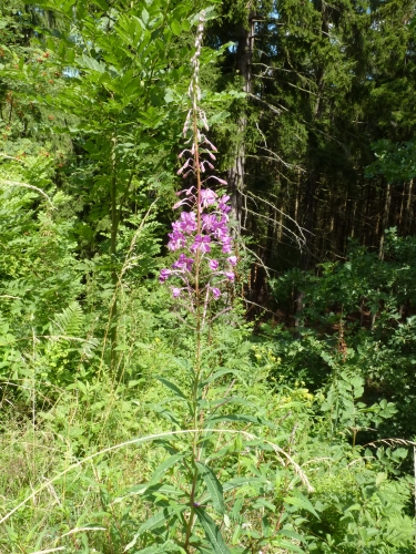 Onagraceae - vrbovka úzkolistá (Chamaenerion angustifolium), J od Bečova, VII