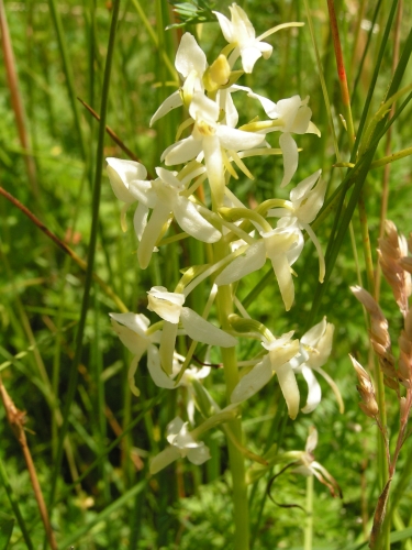 Orchidaceae - vemeník dvoulistý (Platanthera bifolia) , Tchořovice VII.