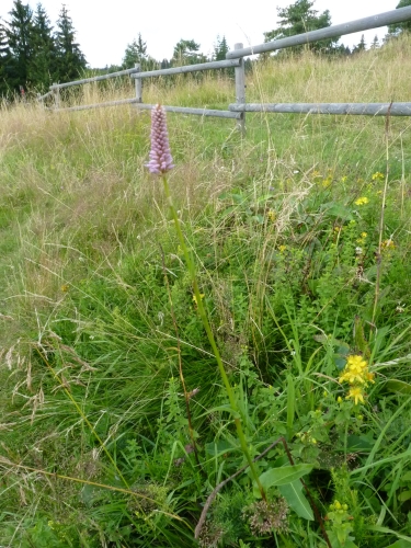 Polygonaceae - rdesno hadí kořen (Polygonum bistorta), Prameny - Tři křížky, VIII