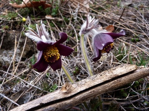 Ranunculaceae - koniklec luční český (Pulsatilla pratensis ssp. bohemica), Otmíče, III.