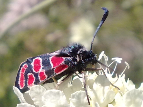 Hmyz (motýli) -  vřetenuška ligrusová (Zygaena carniolica), Plzeň, VIII.
