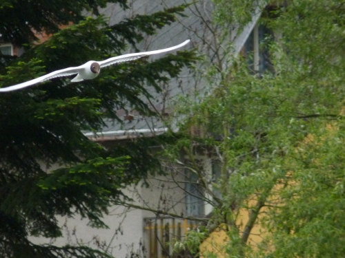 Ptáci (rackovití) - racek chechtavý (Larus ridibundus), Plzeň - Valcha, V.