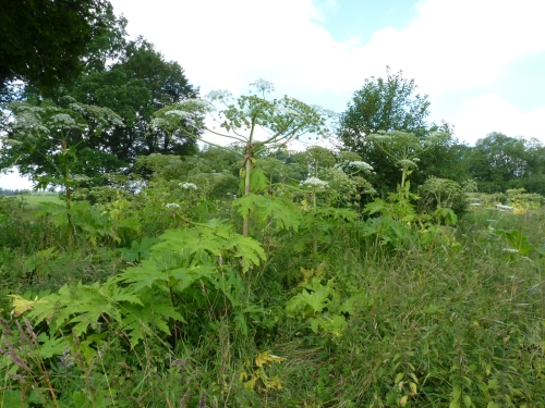 Apiaceae - bolševník velkolepý (Heracleum mantegazzianum), Prameny, VIII.