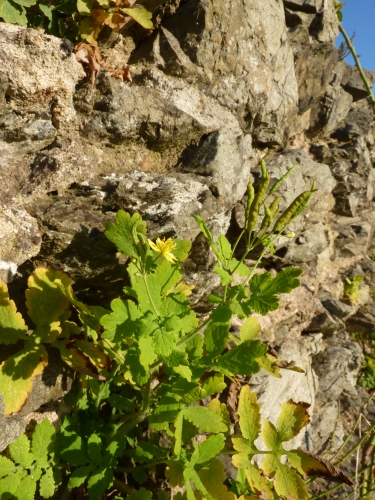 Papaveraceae - vlaštovičník větší (Chelidonium majus), Litice, X.