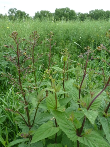 Scrophulariaceae - krtičník hlíznatý (Scrophularia nodosa), Hajská, VI.