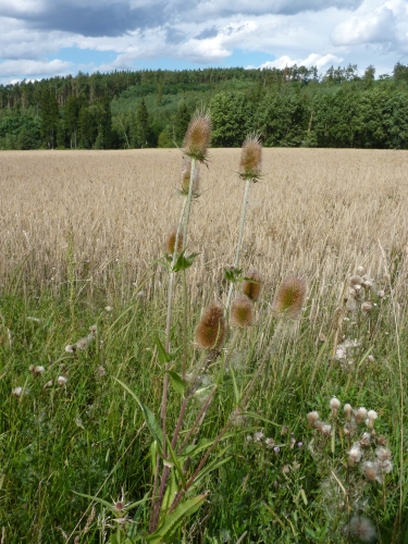 Dipsacaceae - štětka planá (Dipsacus sylvestris), Zelená Hora