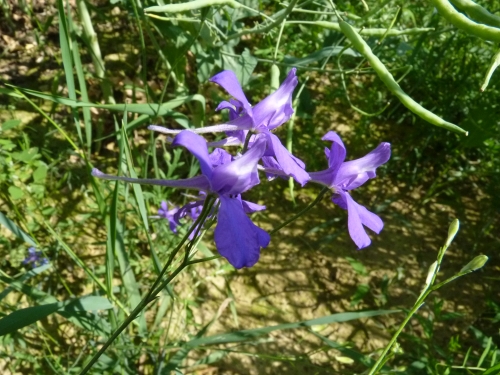 Ranunculaceae - ostrožka stračka (Consolida regalis), Lom u Stříbra, VI.