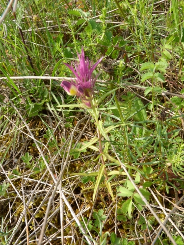 Scrophulariaceae - černýš rolní (Melamphyrum arvense), Přešťovice VI.