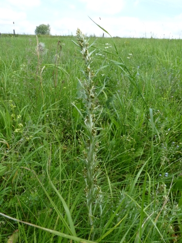 Asteraceae - protěž lesní (Gnaphalium sylvaticum), Milhostov VIII