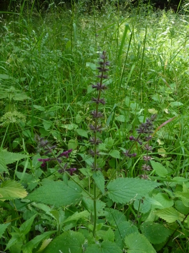 Lamiaceae - čistec lesní (Stachys sylvatica), Český Chloumek, VII.