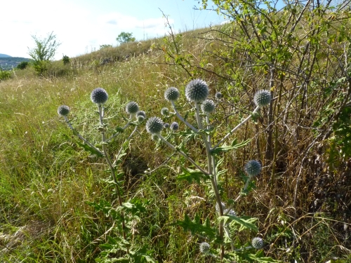 Asteraceae - bělotrn kulohlavý (Echinops sphaerocephalus), Drásov, VII.