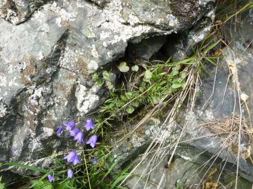 Campanulaceae - zvonek okrouhlolistý, údolí Teplé, VII.