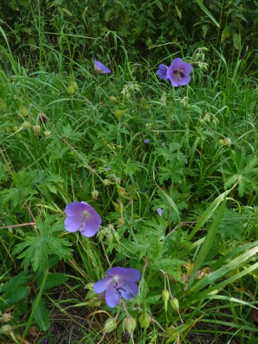 Geraniaceae - kakost luční (Geranium pratense), Pětidomí, VIII.