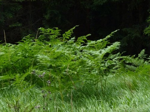 Polypodiaceae - hasivka orličí (Pteridium aquilinum), Prameny, VII.