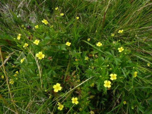 Rosaceae - mochna nátržník (Potentilla erecta), Prameny, VIII.