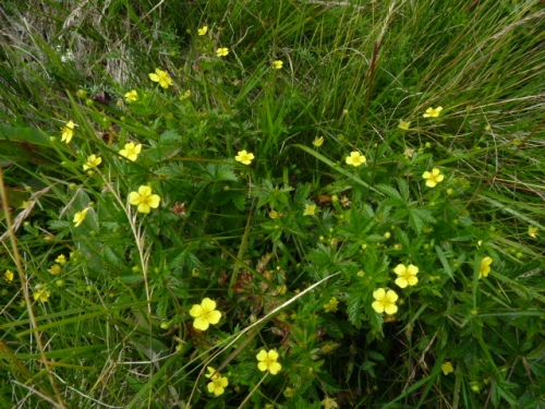 Rosaceae - mochna nátržník (Potentilla erecta), Prameny, VIII.