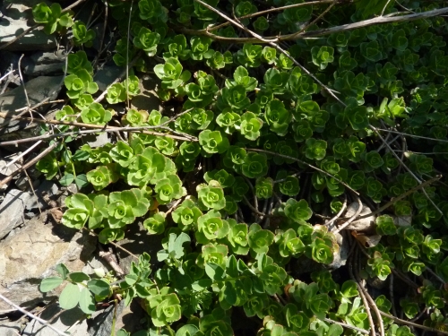 Crassulaceae - rozchodník zvrhlý (Sedum spurium), Hlásná Třebáň, V.