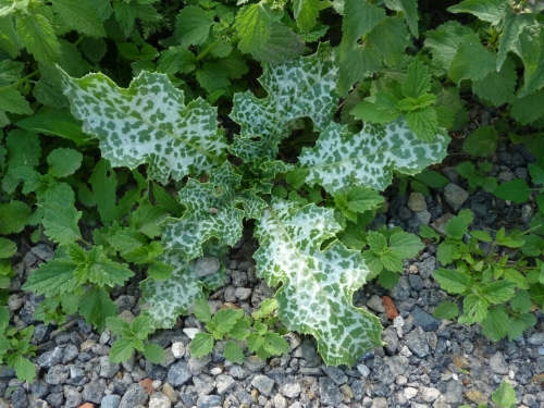 Asteraceae - ostropestřec mariánský (Silybium marianum), Svojšín, VI.