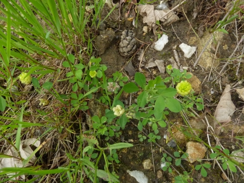 Fabaceae - jetel ladní (Trifolium campestre), Hajská VI.