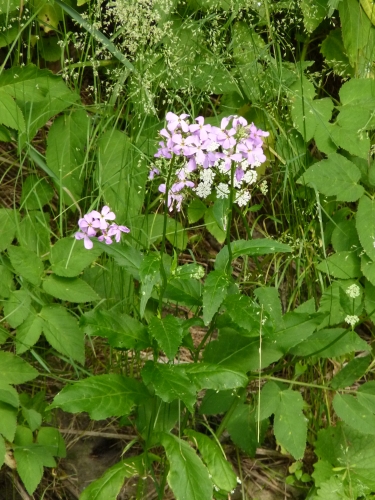 Brassicaceae - měsíčnice vytrvalá (Lunaria rediviva), Svojšín, VI.