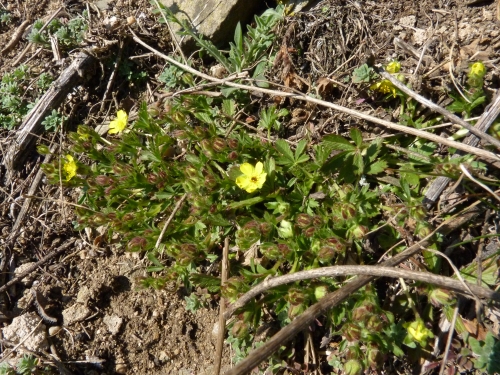 Rosaceae - mochna jarní (Potentilla tabernaemontani), Litice, III.