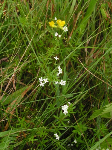 Rubiaceae -  svízel bahenní (Galium palustre) , Tis u Blatna, VII.