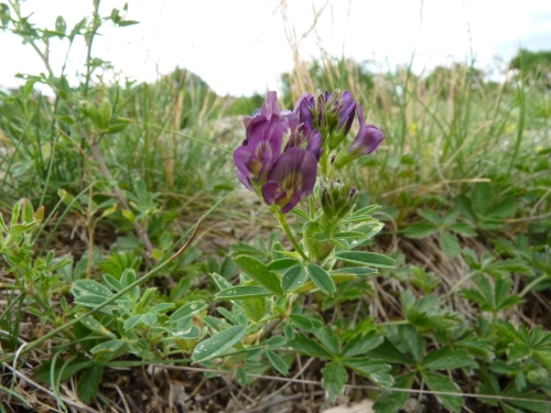 Fabaceae - tolice setá (Medicago sativa), Litice, VI.