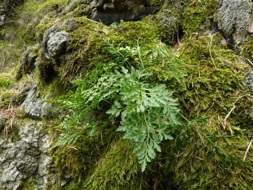 Aspleniaceae - sleziník hadcový (Asplenium cuneifolium), Mnichov, VIII.