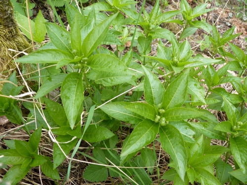 Euphorbiaceae -  bažanka vytrvalá (Mercurialis perennis), Polínský vrch, IV.