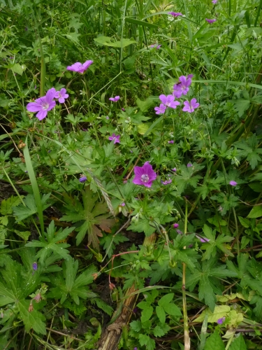 Geraniaceae - kakost lesní (Geranium sylvaticum), údolí Teplé VII.