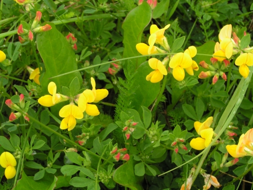 Fabaceae - štírovník růžkatý (lotus corniculatus), Tis u Blatna, VII. 