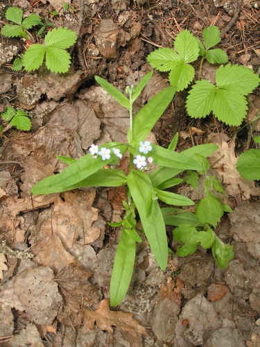 Boraginaceae - poměnka bahenní (Myosotis palustris), Žihle, VI.