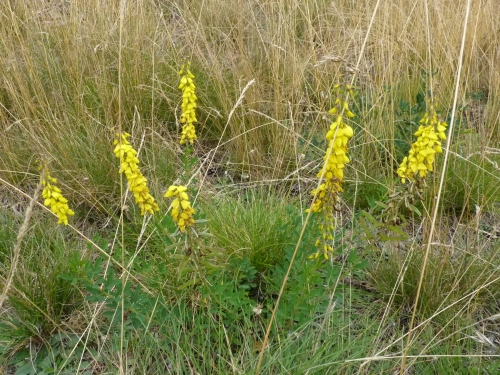 Fabaceae - čilimníkovec černající (Lembotropis nigricans), Homolka, VII